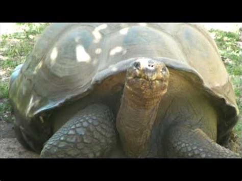  The Talking Tortoise! A Fifth Century Indian Folk Tale Exploring Fate and Perseverance